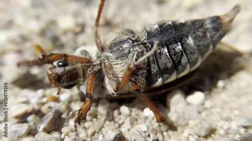 May beetle lying on its back. May beetle lying on its back.