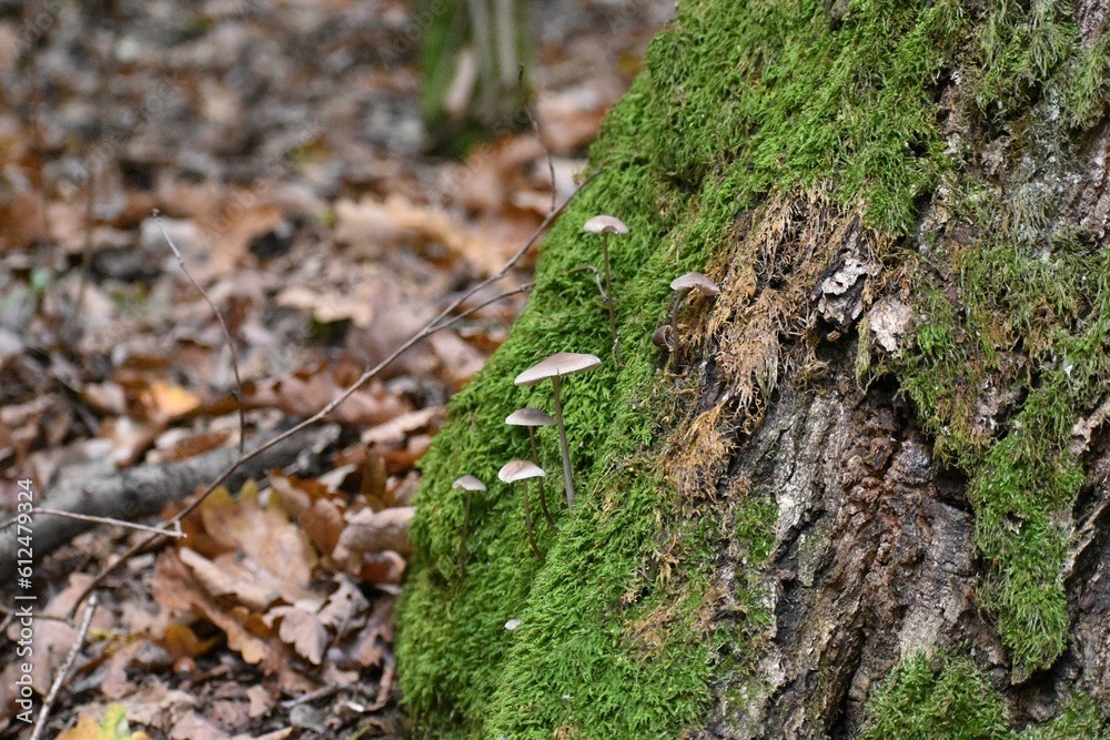 Close-up view of Mycena mushrooms growing on a moss-covered tree bark Close-up view of Mycena mushrooms growing on a moss-covered tree bark