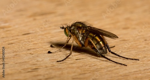 Closeup shot of a fly on a table.