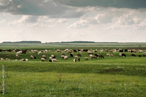 Large flock of sheep grazing on a rural field