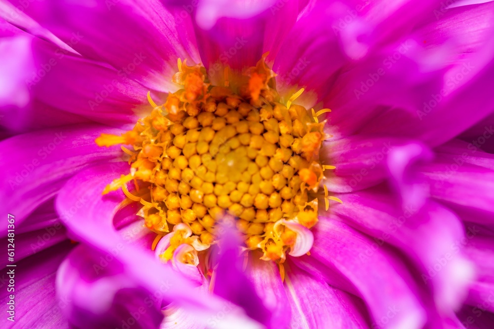 Closeup shot of a pink flower with a yellow center Closeup shot of a pink flower with a yellow center