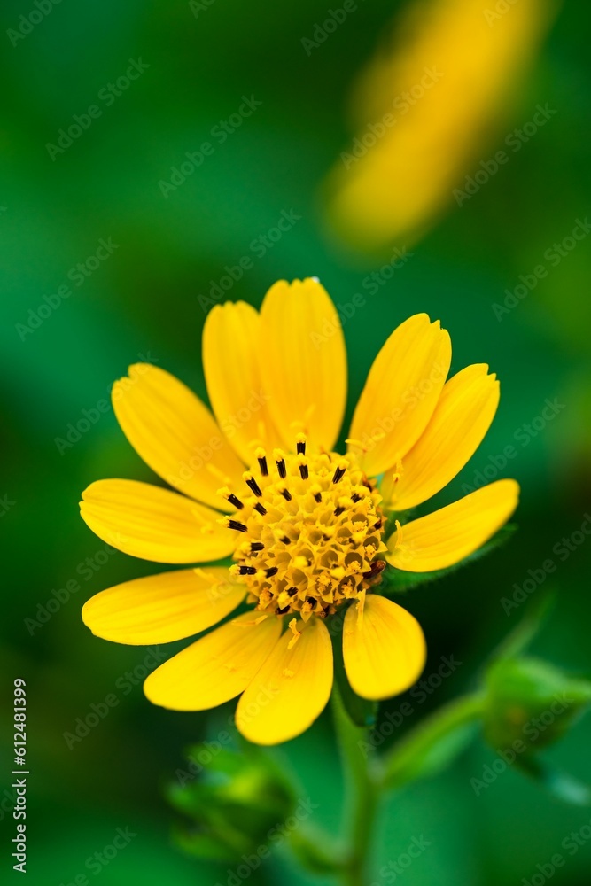 Vertical shot of a Sphagneticola trilobata flower Vertical shot of a Sphagneticola trilobata flower