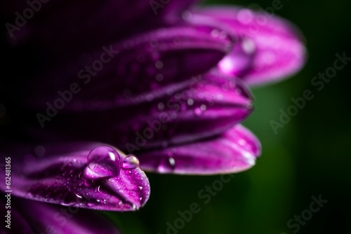 Fototapeta Naklejka Na Ścianę i Meble -  Macro shot of water drops on a purple flower petal
