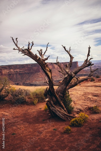 Vertical shot of a leafless tree in the desert with green bushes.