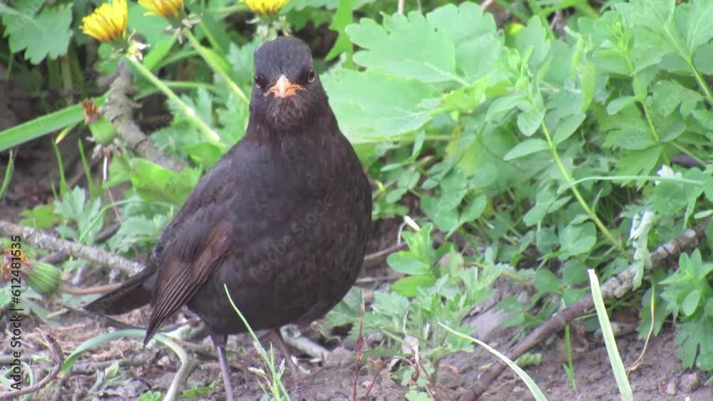Blackbird in the wild. The behavior of the blackbird. Video on the grass Blackbird in the wild. The behavior of the blackbird. Video on the grass
