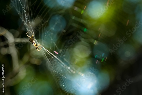 Closeup shot of a spider on its web with glowing blurred bokeh light in the background