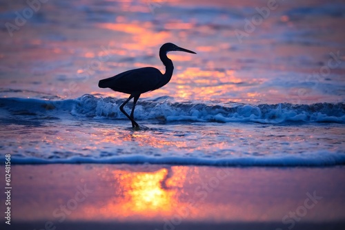 Silhouette shot of a Great Egret bird on the shore of a beach during sunset © Sunanda/Wirestock Creators