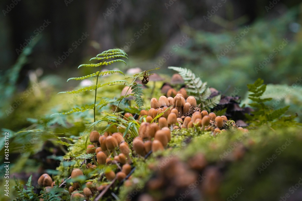 Selective focus of Mycena inclinata mushrooms growing on a mossy tree in a forest in autumn Selective focus of Mycena inclinata mushrooms growing on a mossy tree in a forest in autumn