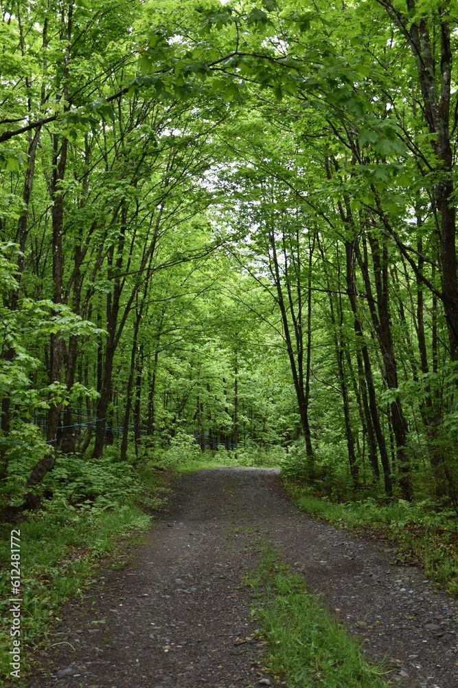 Fototapeta premium A country lane after the rain, Sainte-Apolline, Québec, Canada