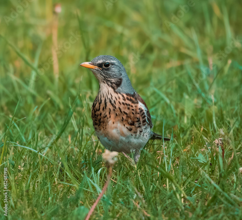 fieldfare bird on the grass portrait photo 