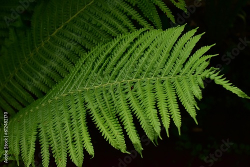 Closeup shot of a green fern plant with detailed leaves on a black background