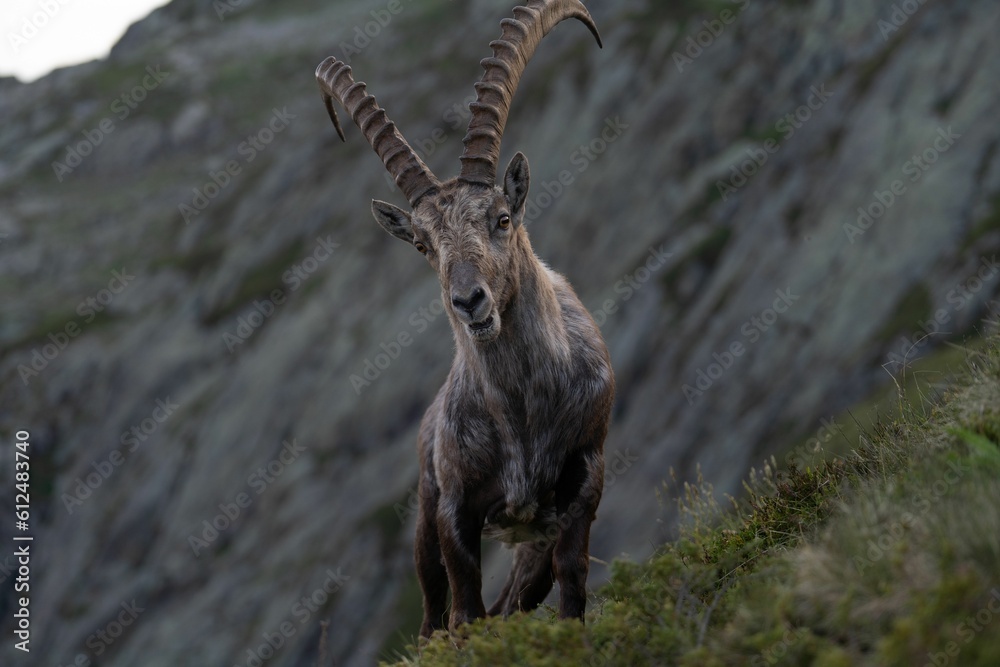 Closeup of an Alpine ibex resting in the Swiss mountains
