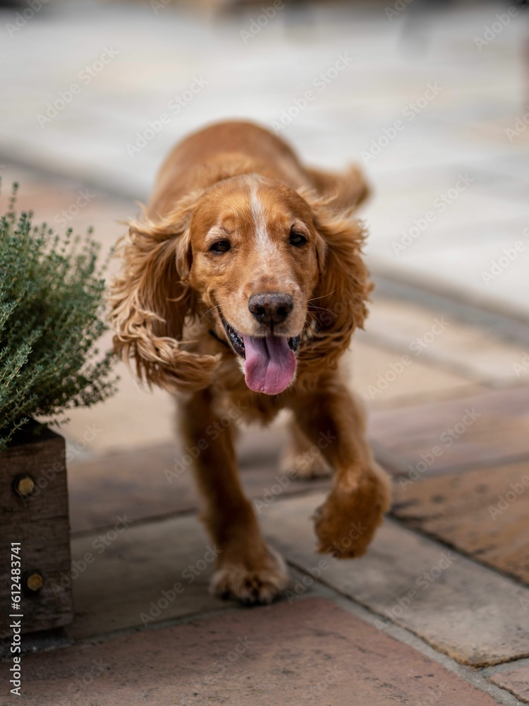 Vertical shot of a cute brown English Cocker Spaniel running on the street Vertical shot of a cute brown English Cocker Spaniel running on the street
