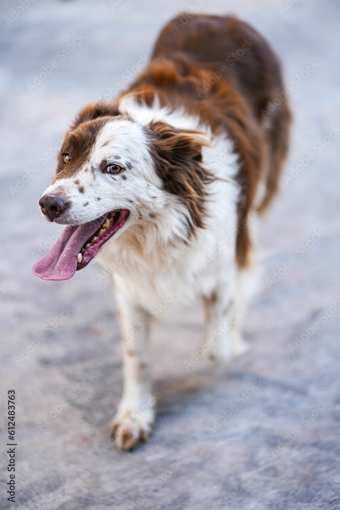 Vertical macro shot of a playful Border Collie dog walking