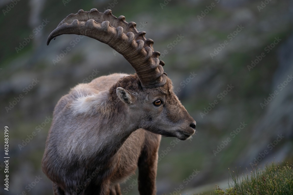 Closeup of an Alpine ibex resting in the Swiss mountains