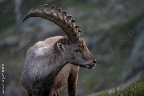 Closeup of an Alpine ibex resting in the Swiss mountains