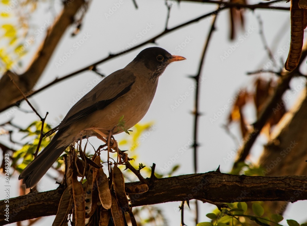 Closeup shot of a thrush bird perched on a tree branch Closeup shot of a thrush bird perched on a tree branch