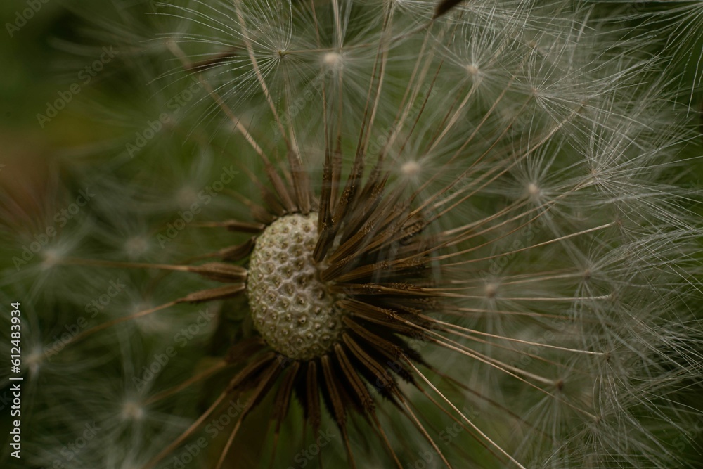 Closeup shot of a dandelion plant in a garden Closeup shot of a dandelion plant in a garden