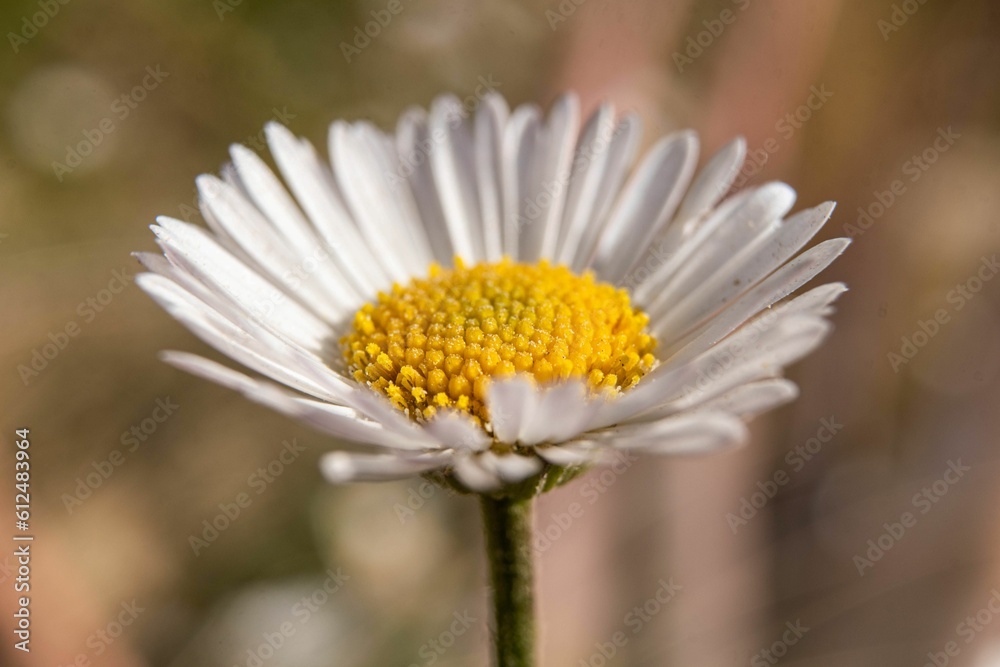 Closeup of a daisy with delicate white petals on a blurred bokeh background in a sunny field Closeup of a daisy with delicate white petals on a blurred bokeh background in a sunny field