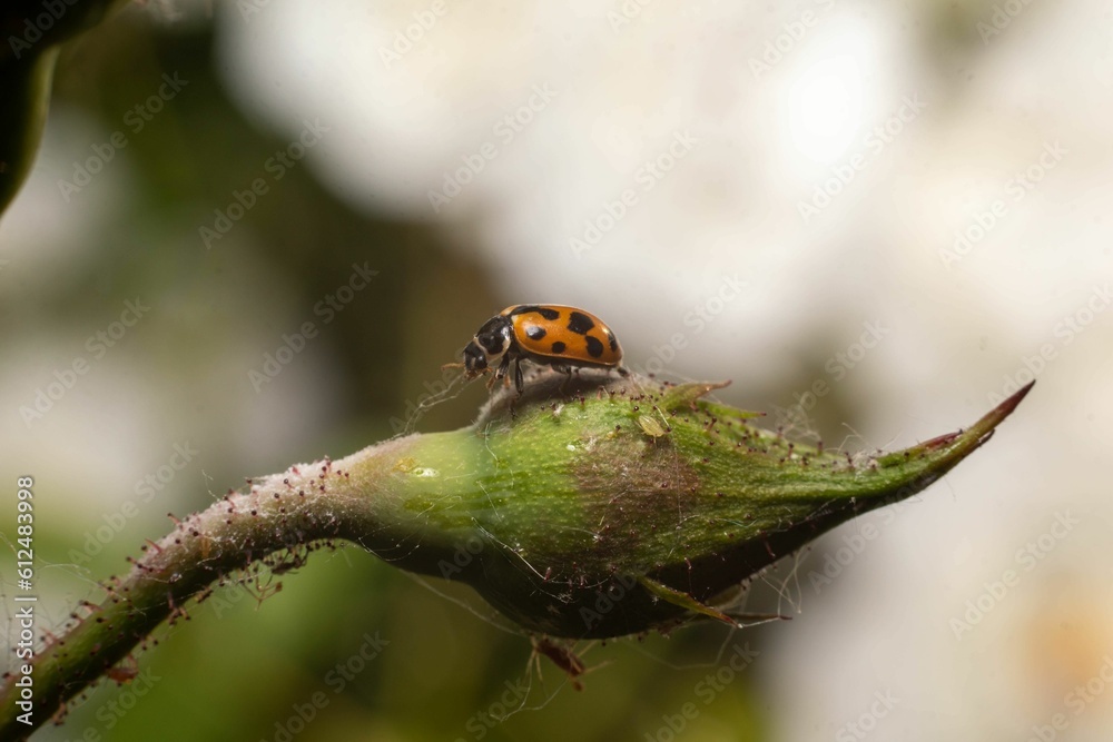 Closeup shot of a ladybug on a plant's leaf Closeup shot of a ladybug on a plant's leaf