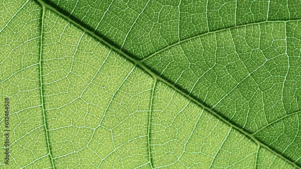 Zoon out from the macro view of the green leaf