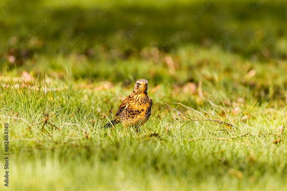 Closeup portrait of a cute Sorbaria on the grass on blurry background Closeup portrait of a cute Sorbaria on the grass on blurry background