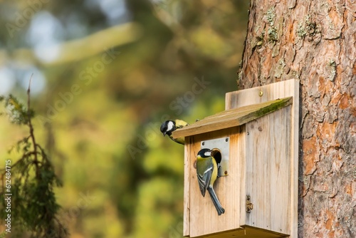 Beautiful shot of cute Great tits on a wooden birdhouse