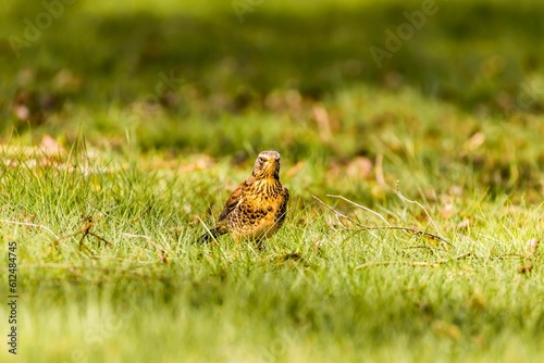 Closeup portrait of a cute Sorbaria on the grass on blurry background