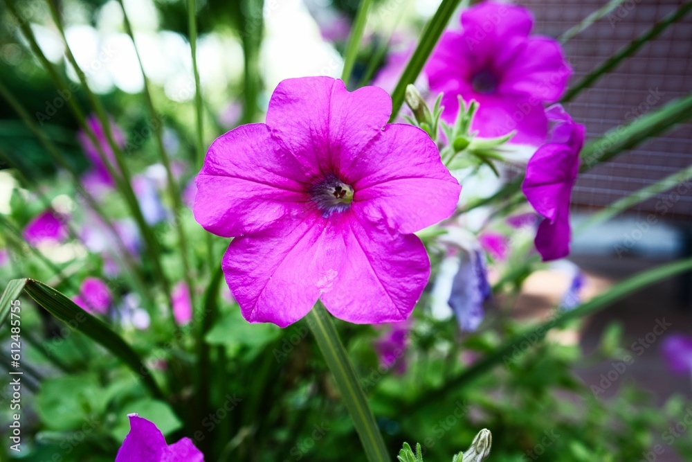 Closeup of a purple petunia flower in a garden