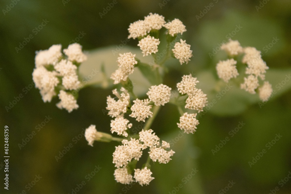 Selective focus shot of white Baccharis plants with green blur background Selective focus shot of white Baccharis plants with green blur background