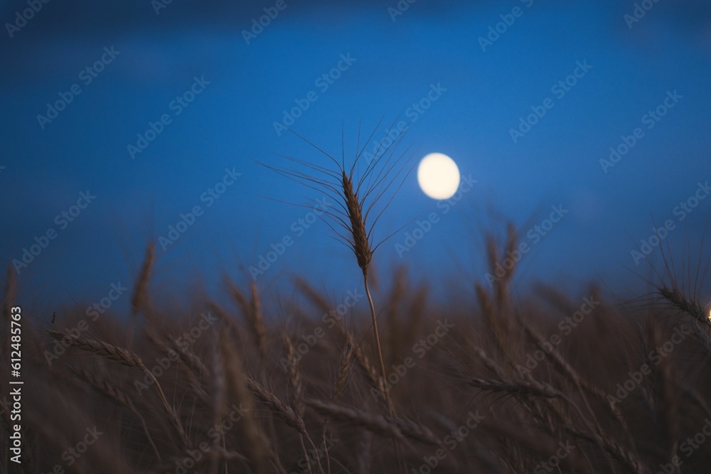 Fototapeta premium Wheat field under the moonlight
