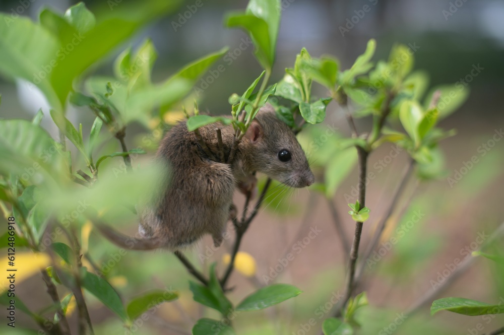 Closeup of a brown rat perched on a green branch of a bush Closeup of a brown rat perched on a green branch of a bush