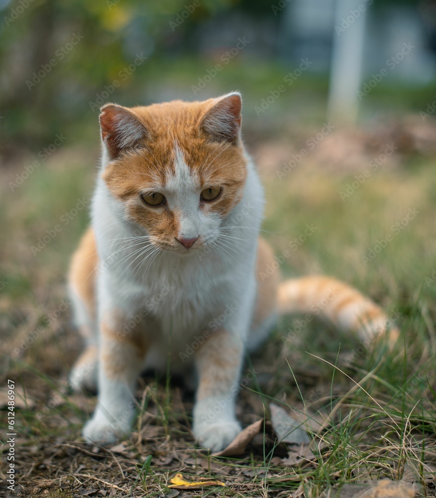 Vertical closeup of a tabby cat sitting in green grass Vertical closeup of a tabby cat sitting in green grass