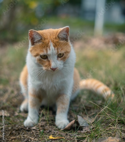 Vertical closeup of a tabby cat sitting in green grass