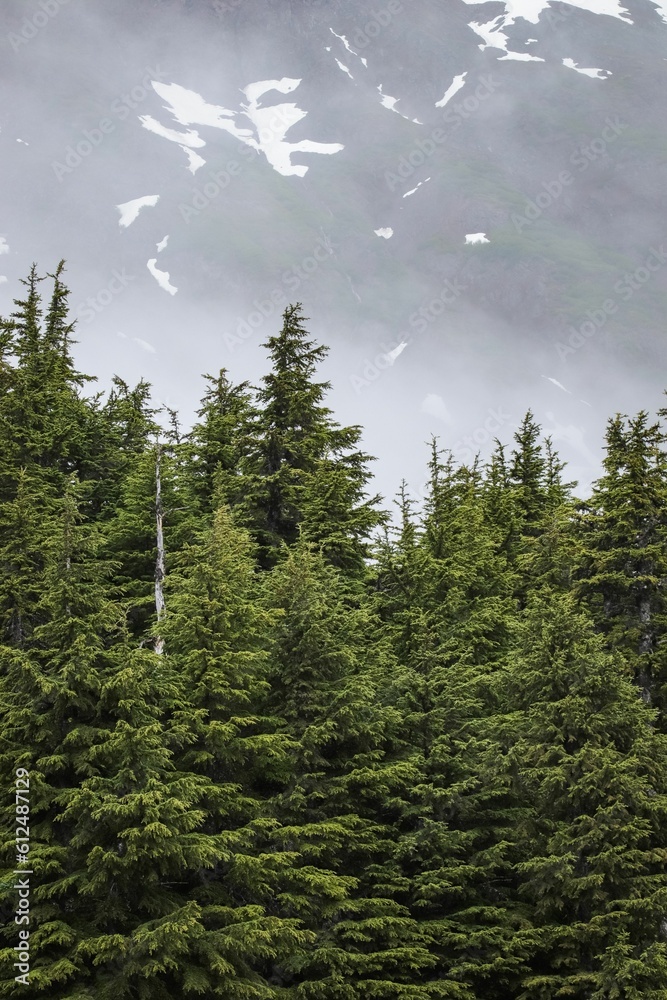 Vertical view of a forest of evergreen trees under a beautiful gray sky
