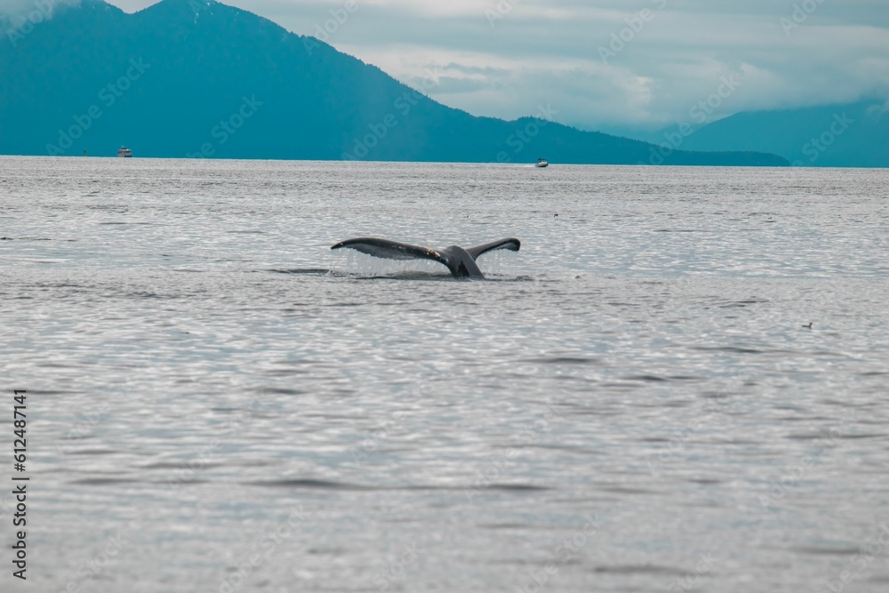 Fototapeta premium Whale's tail above the surface of the sea