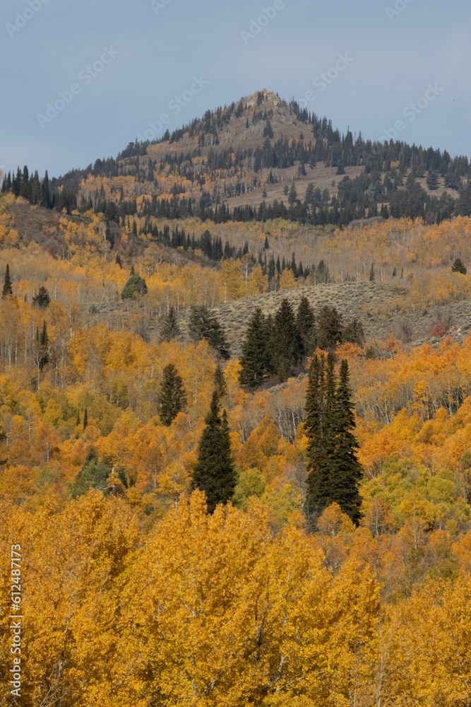 Vertical shot of vast forests with yellow trees and a mountain in the background