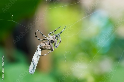 Macro of a spider covering its prey with a web photo