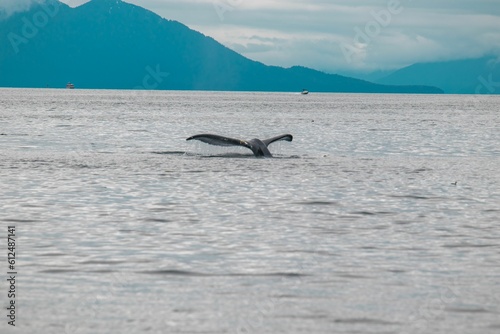 Whale's tail above the surface of the sea © Utahgarett/Wirestock Creators