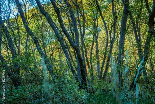 Closeup of short tree trunks in a dense forest during springtime © Utahgarett/Wirestock Creators