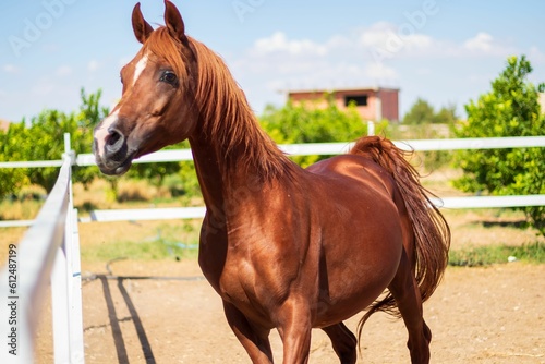 A brown Arabian horse in a stable outdoors  on a farm  with trees in the background on a sunny day