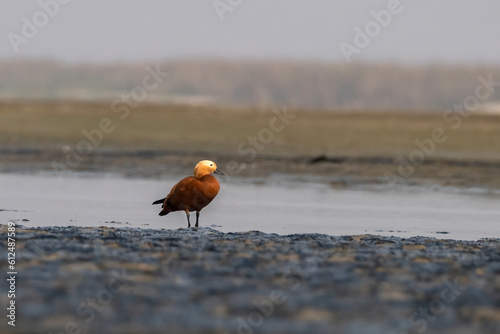 Ruddy shelduck or Tadorna ferruginea observed in Gajoldaba in Weset Bengal,India photo