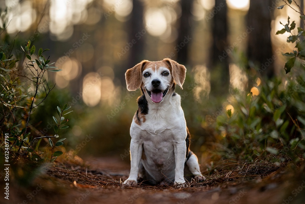 Happy Beagle dog in the nature