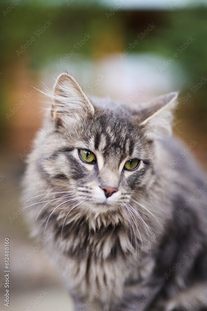 Vertical shot of an adorable fluffy cat with green eyes Vertical shot of an adorable fluffy cat with green eyes