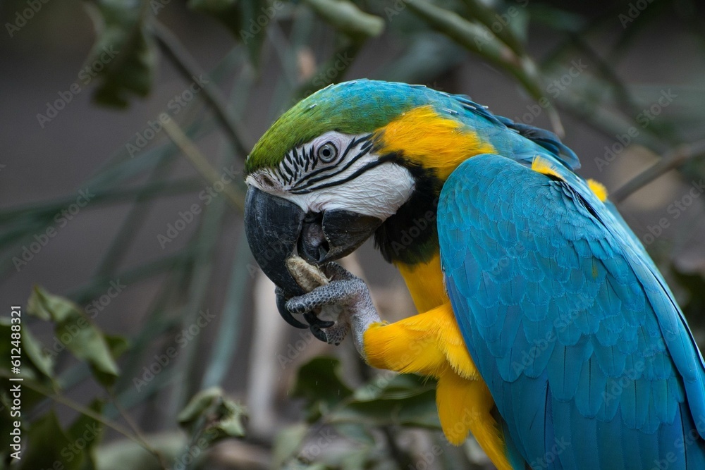 Closeup shot of a beautiful Macaws parrot eating