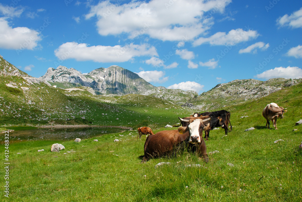 Cows on mountain. Domestic cows on pasture. 