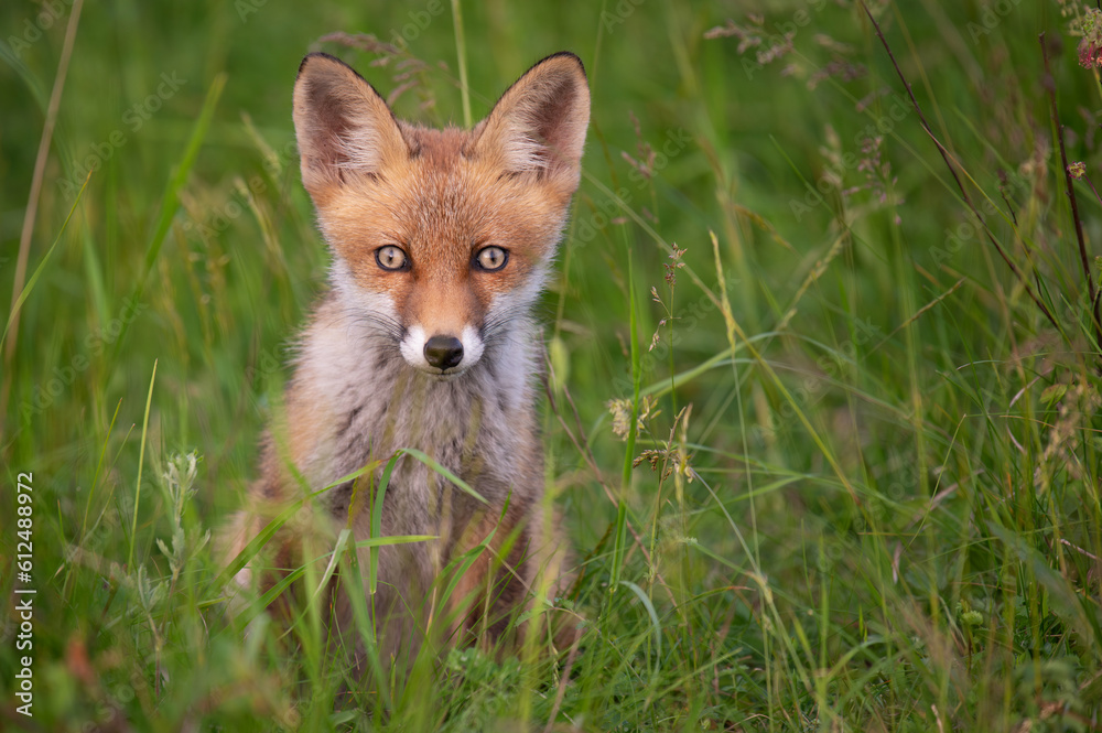Portrait red fox Vulpes vulpes on a beautiful background Portrait red fox Vulpes vulpes on a beautiful background