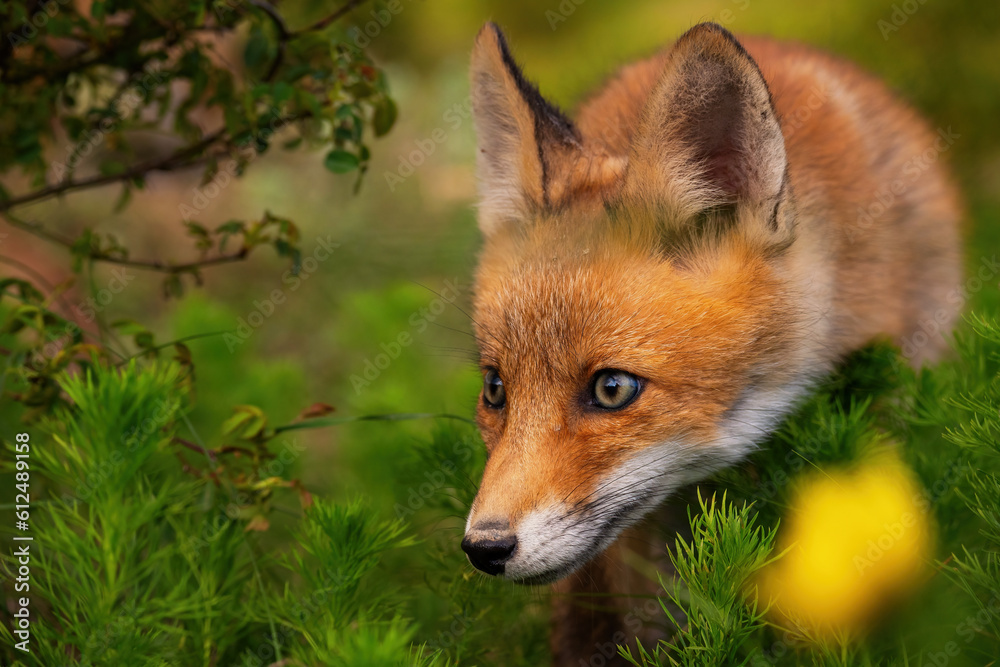 Portrait red fox Vulpes vulpes on a beautiful background Portrait red fox Vulpes vulpes on a beautiful background