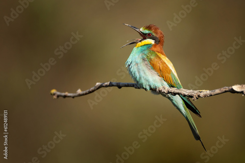 European bee-eater Merops Apiaster in the wild