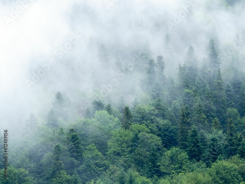 Foggy forest in Rila, Bulgaria © Dimitry Anikin/Wirestock Creators